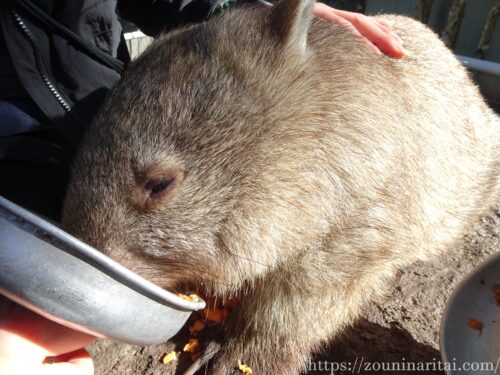 ウォンバットと触れ合いたい！Featherdale Sydney Wildlife Park【ウォンバットエンカウンター体験記】 | ただ象のように歩め