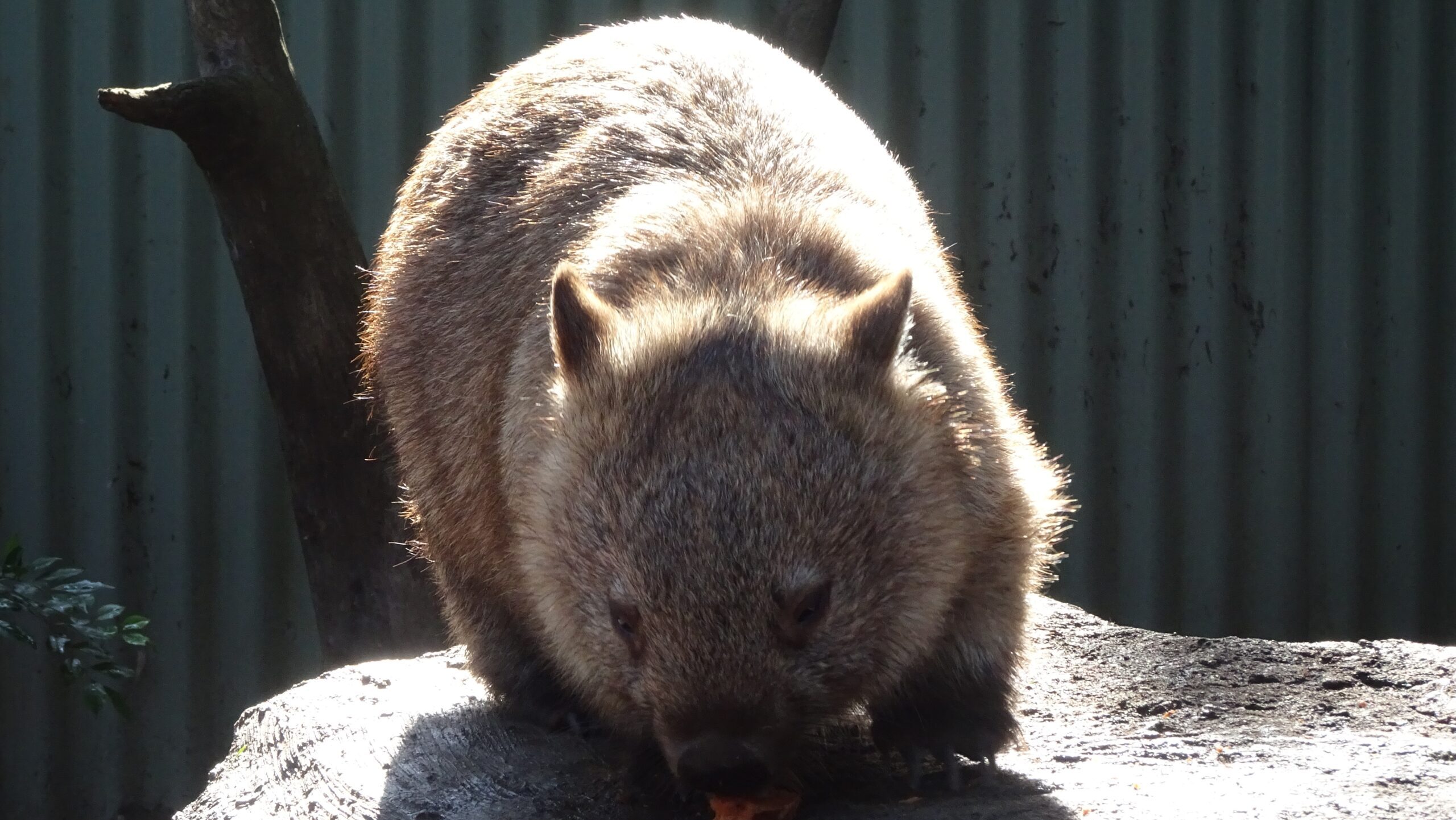 ウォンバットと触れ合いたい！Featherdale Sydney Wildlife Park【ウォンバットエンカウンター体験記】 | ただ象のように歩め