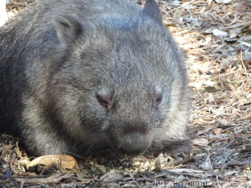 Featherdale Wildlife Park のウォンバット