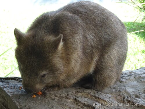 丸太の上でスイートポテトを食べるウォンバット