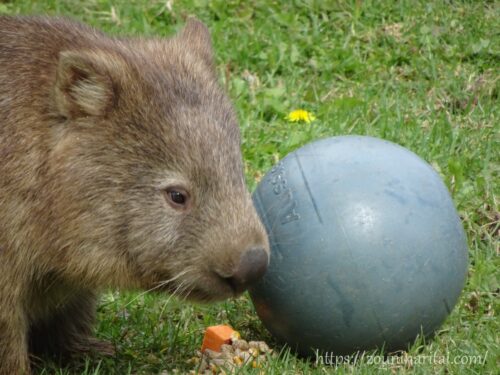 ボールを転がしてスイートポテトを出すウォンバット