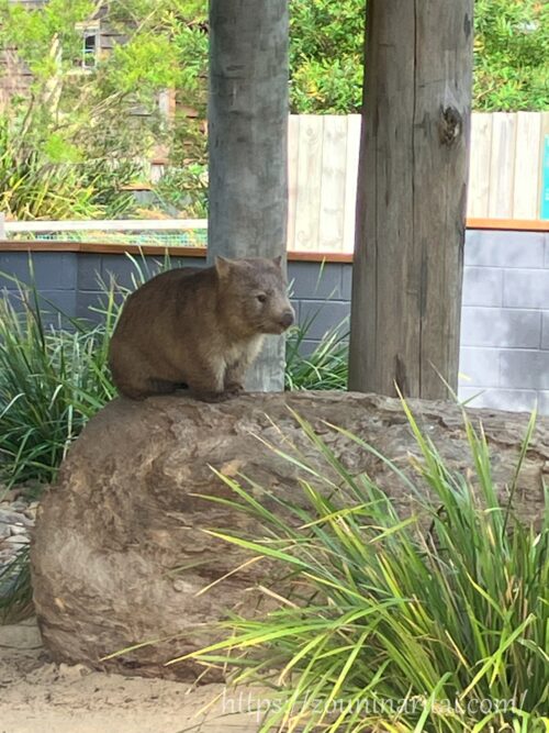 岩の上に座るウォンバット