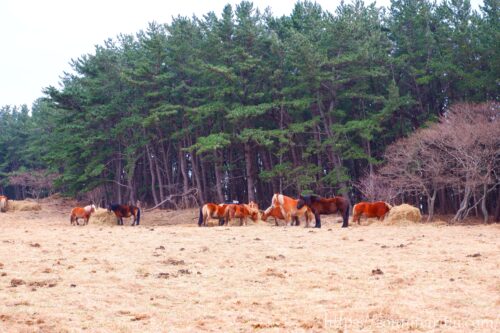 越冬放牧地アタカで餌を食べる寒立馬数頭