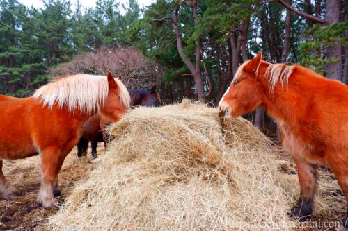 越冬放牧地アタカで餌を食べる寒立馬2頭