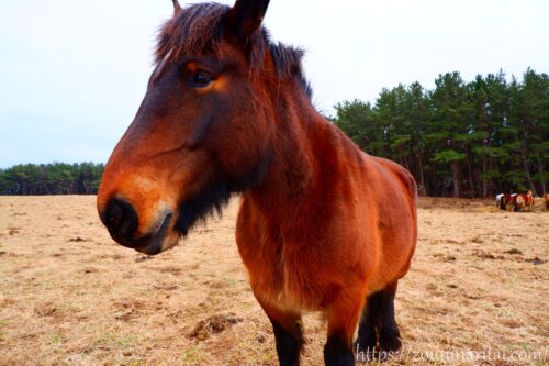 越冬放牧地アタカの寒立馬