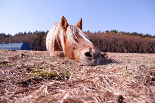 越冬放牧地アタカで眠る寒立馬の寝顔