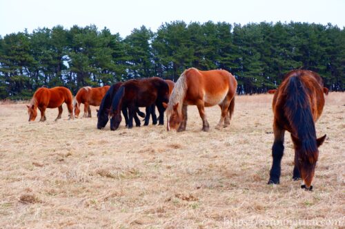 越冬放牧地アタカで餌を食べる寒立馬数頭