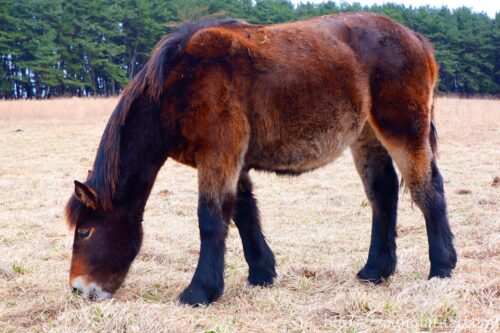 越冬放牧地アタカで餌を食べる寒立馬