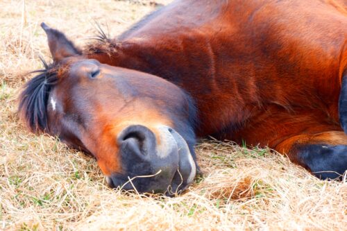 越冬放牧地アタカで眠る寒立馬の寝顔