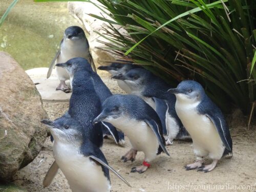 フェザーデールワイルドライフパークのコガタペンギン