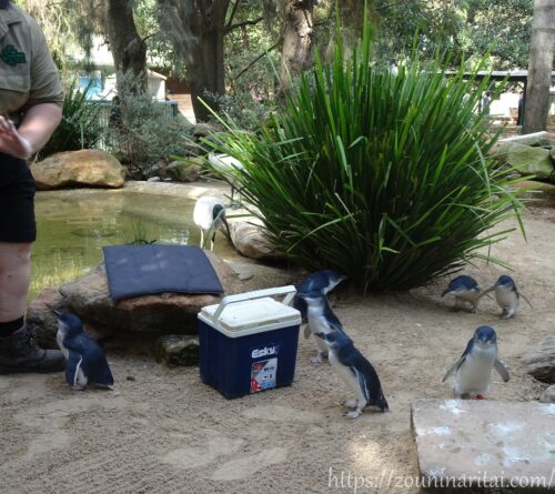 フェザーデールワイルドライフパークのコガタペンギン