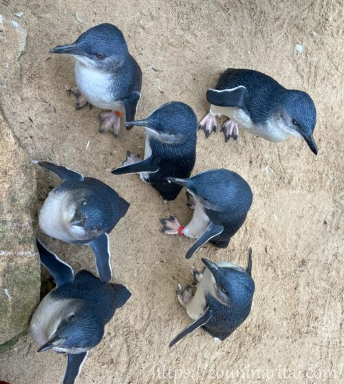 人間を見上げるフェザーデールワイルドライフパークのコガタペンギン