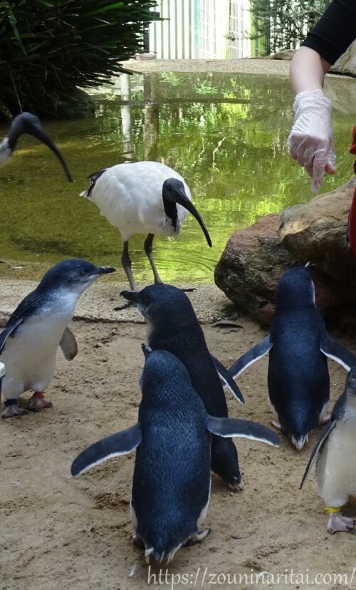 フェザーデールワイルドライフパークでのペンギンエンカウンターの様子