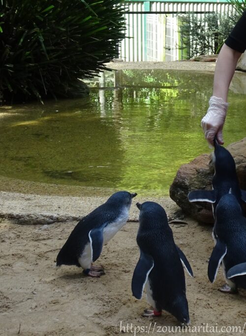 フェザーデールワイルドライフパークでのペンギンエンカウンターの様子