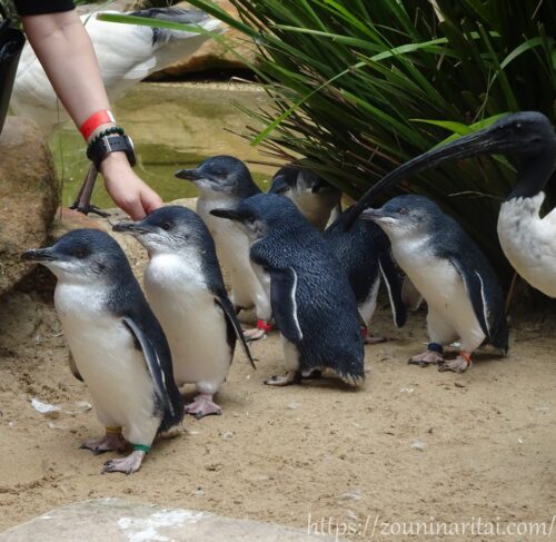 フェザーデールワイルドライフパークのコガタペンギン