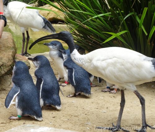 フェザーデールワイルドライフパークでペンギンの餌を奪おうとするオーストラリアクロトキ