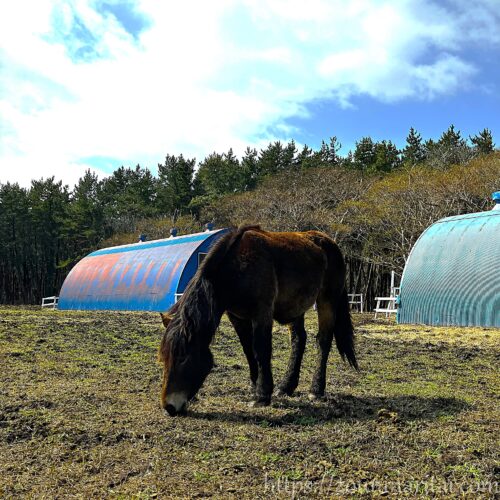 2025年3月の越冬放牧地アタカで過ごす寒立馬