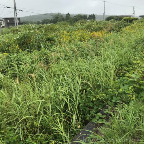 下北交通大畑線正津川駅跡