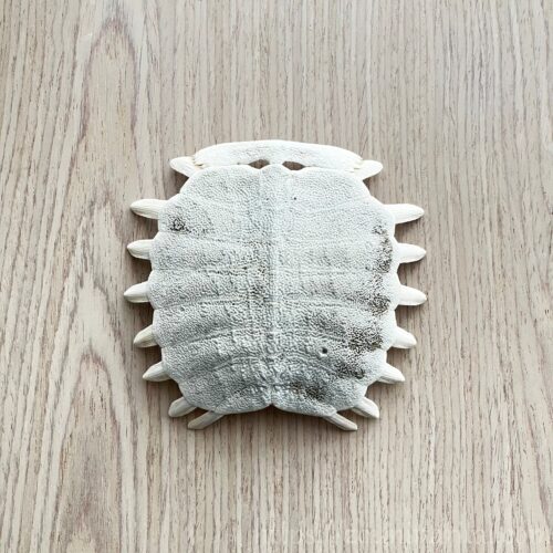 すっぽんの甲羅で作成した魔除け