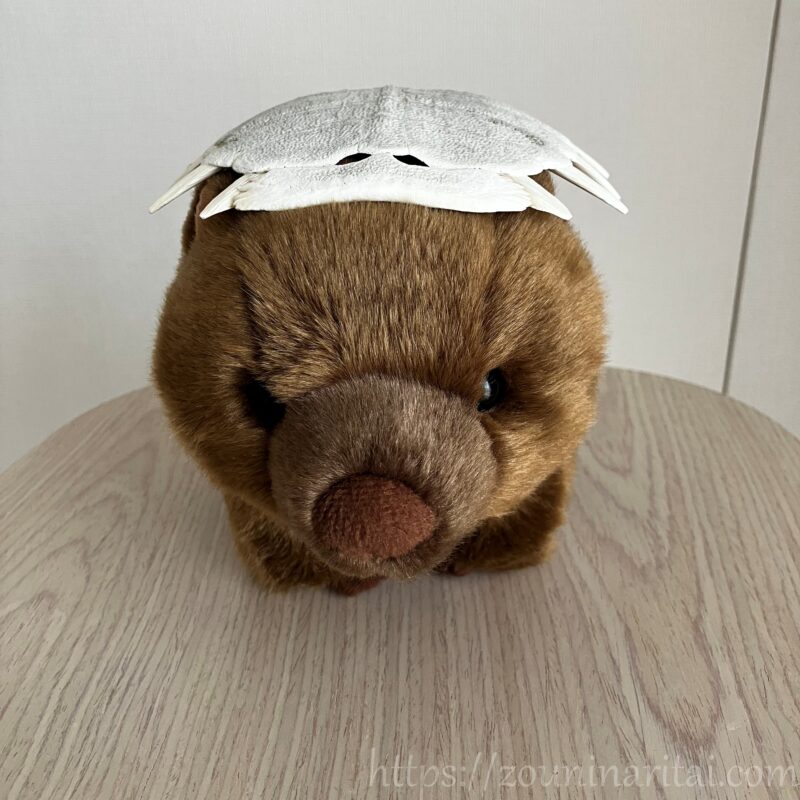 すっぽんの甲羅で作成した魔除けを装着するウォンバットのぬいぐるみ