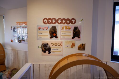 マーモット村ウッドチャックの紹介