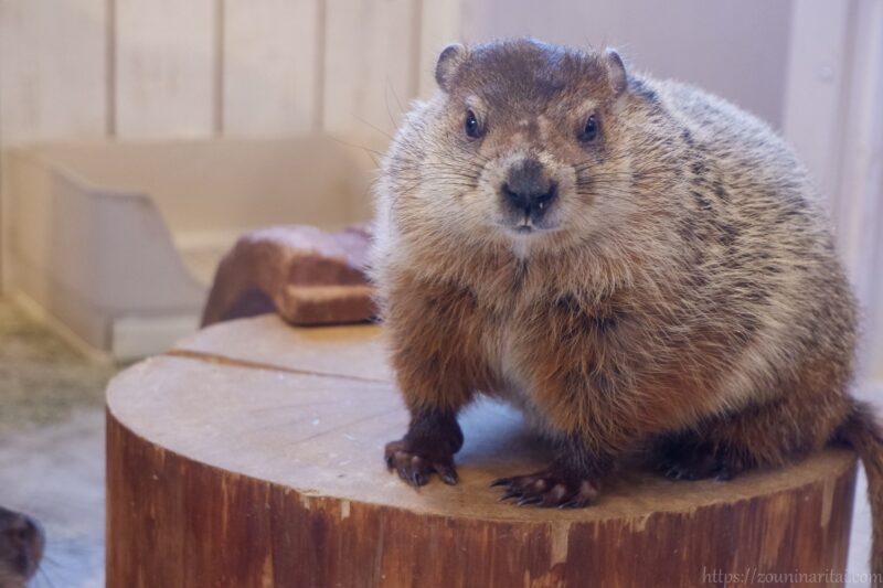 マーモット村ウッドチャックのマロン