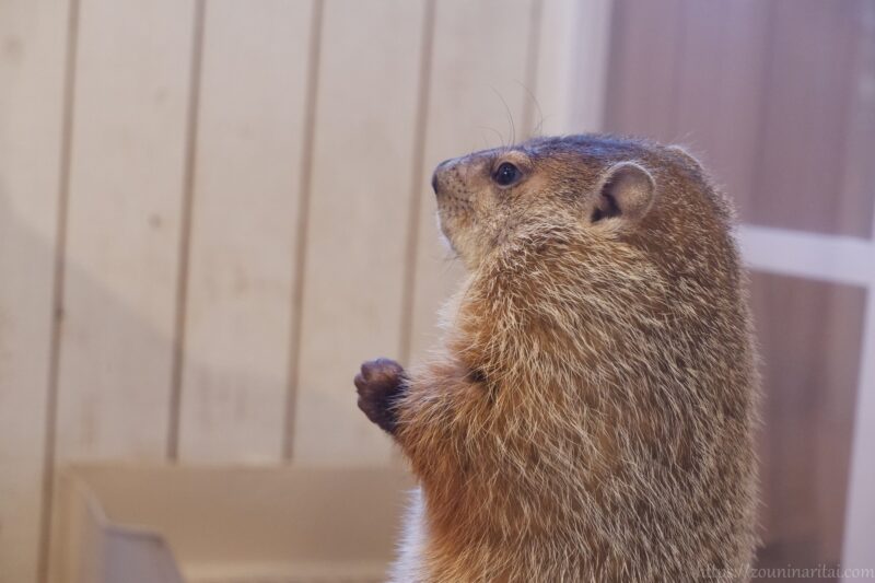 マーモット村ウッドチャックのマロン