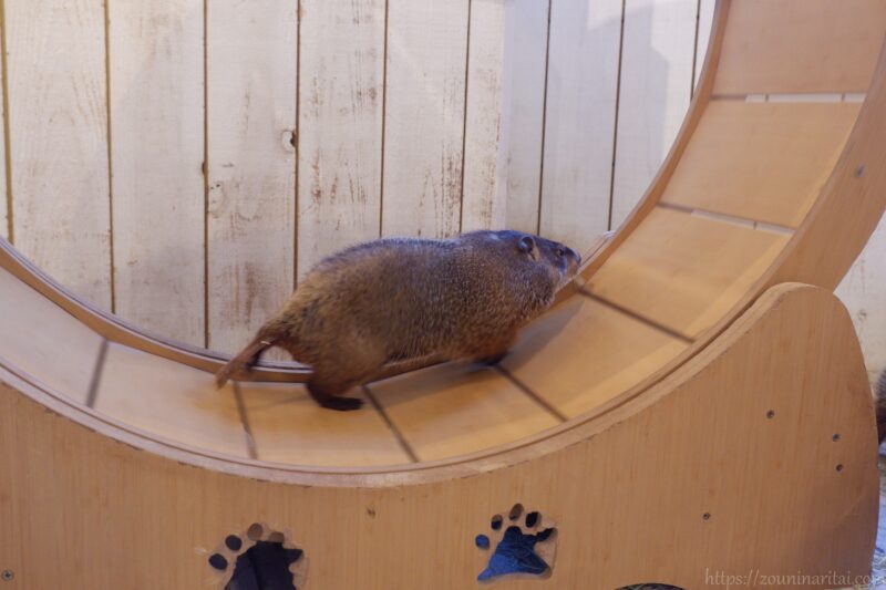 マーモット村ウッドチャックが回し車で遊ぶ姿