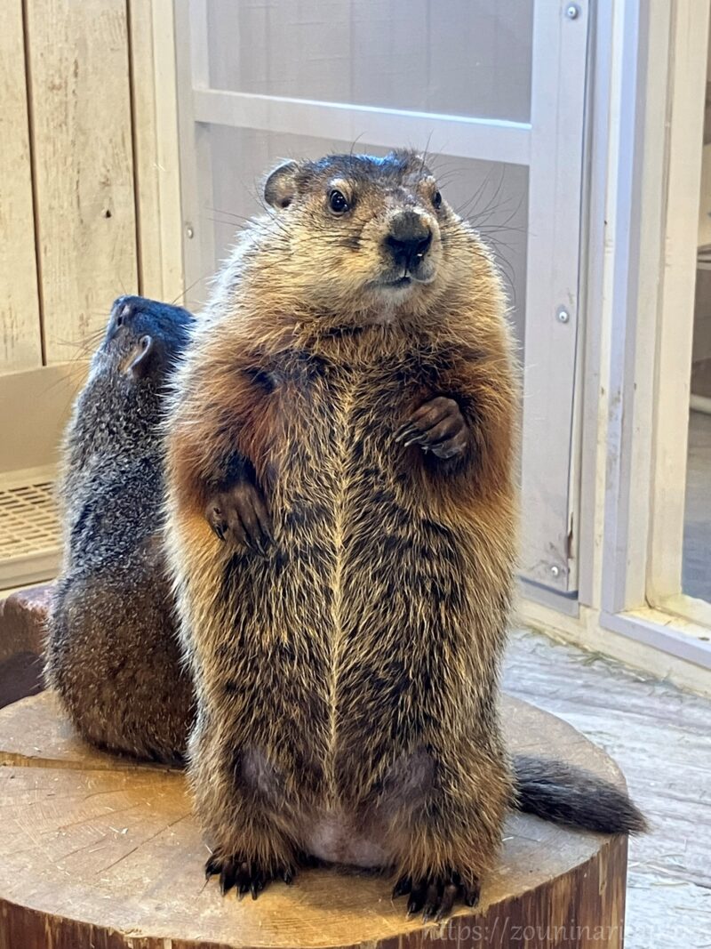 マーモット村ウッドチャックのマロン