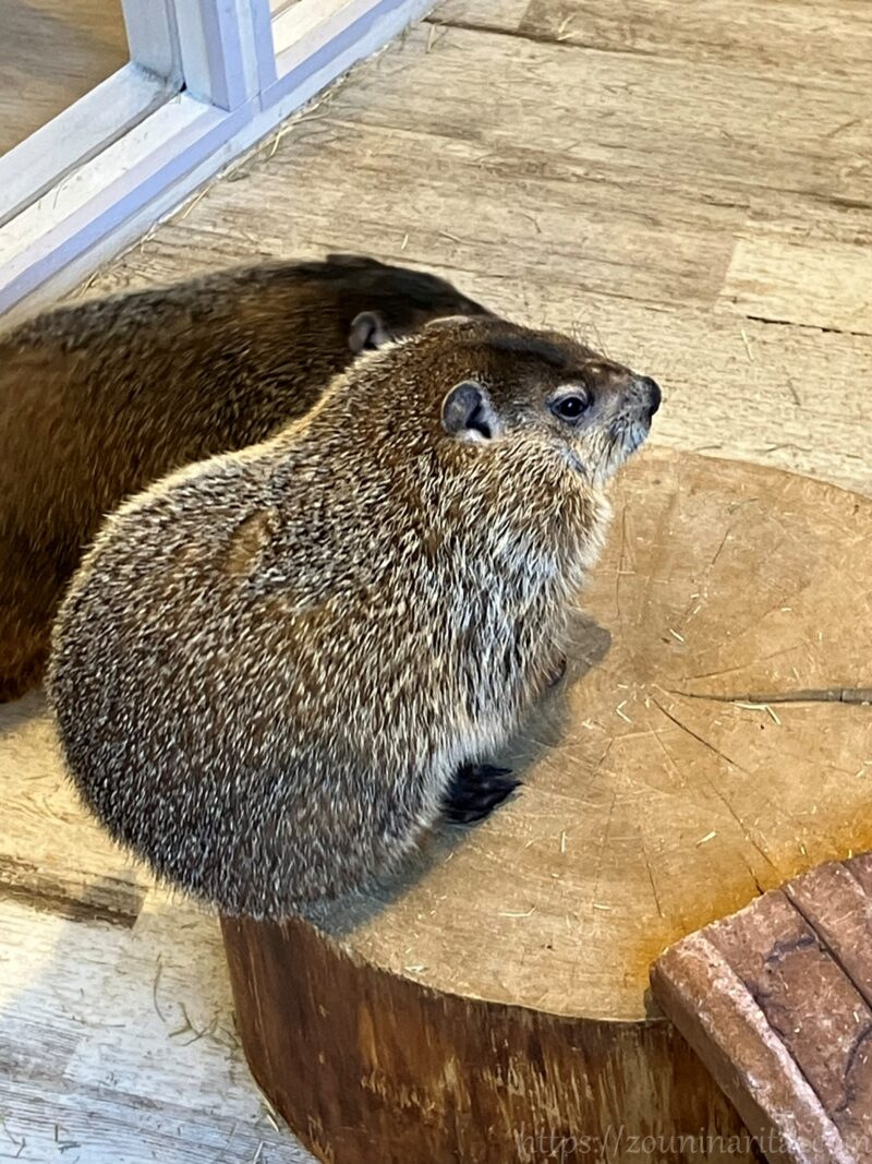 マーモット村ウッドチャックのマロン