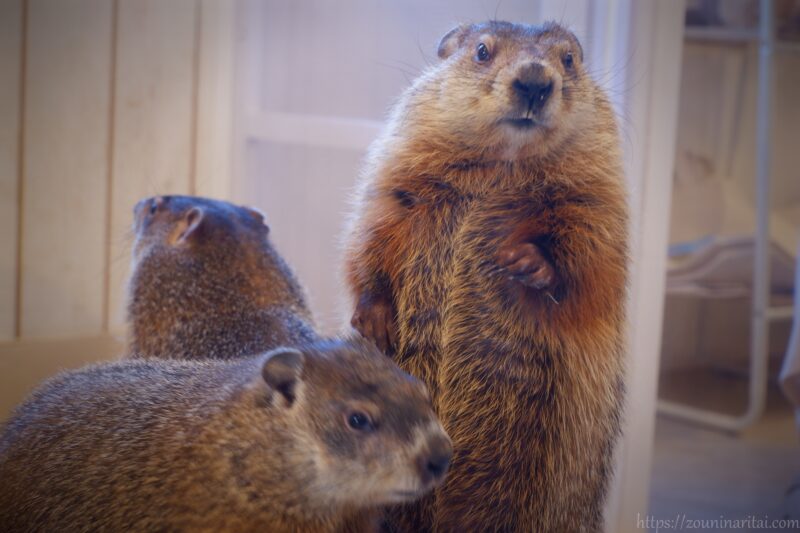 マーモット村ウッドチャック