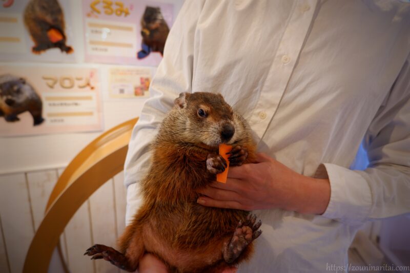 マーモット村ウッドチャックのくるみがおやつを食べる姿