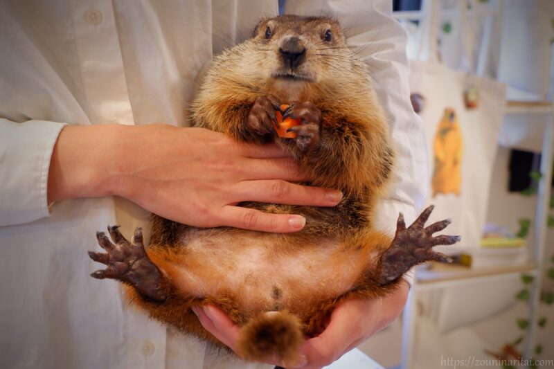 マーモット村ウッドチャックのくるみがおやつを食べる姿