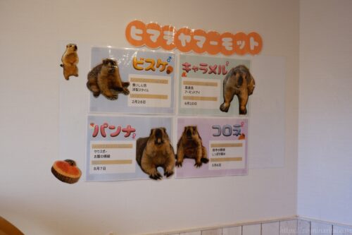 マーモット村ヒマラヤマーモットの紹介
