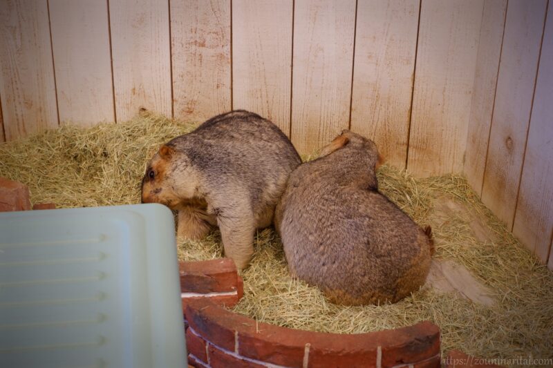 マーモット村ヒマラヤマーモット