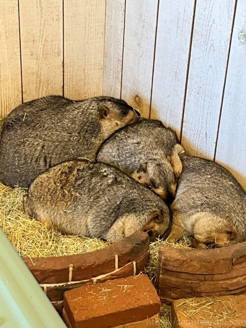 マーモット村ヒマラヤマーモットが折り重なって寝る姿