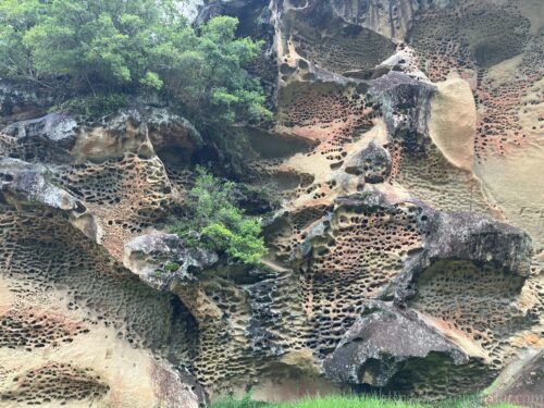 虫喰岩断面